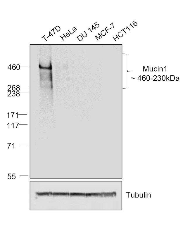 Human IgG (Heavy chain) Secondary Antibody in Western Blot (WB)