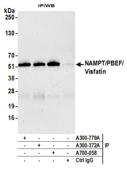 NAMPT/PBEF/Visfatin Antibody in Immunoprecipitation (IP)