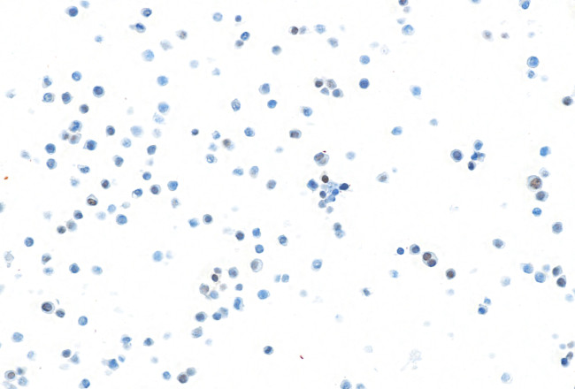 PU.1 Antibody in Immunocytochemistry (ICC/IF)