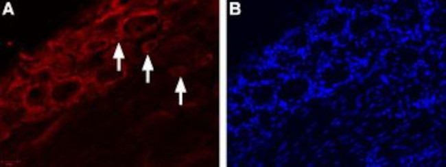 TRPV4 Antibody in Immunohistochemistry (Frozen) (IHC (F))