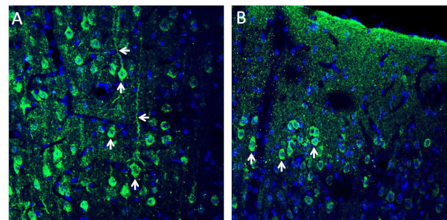 CX3CL1 (extracellular) Antibody in Immunohistochemistry (Frozen) (IHC (F))