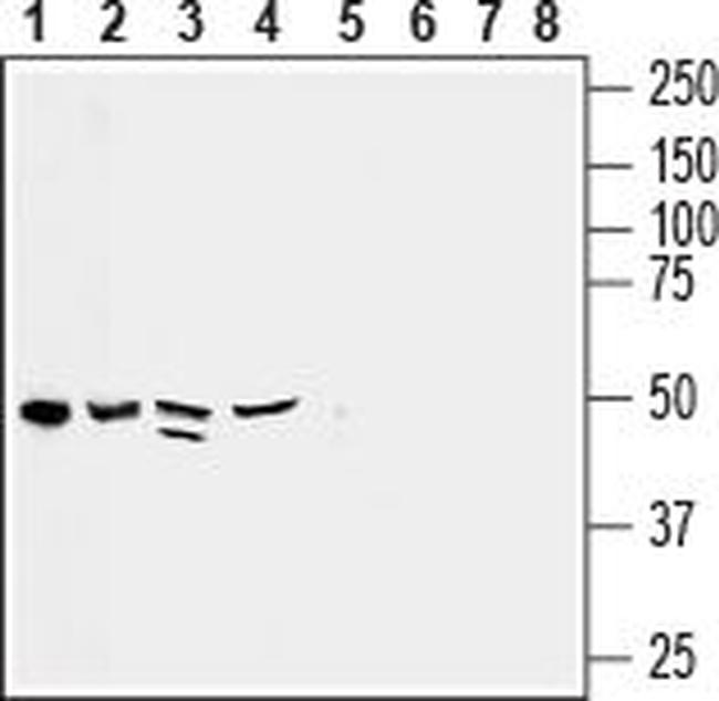 CX3CL1 (extracellular) Antibody in Western Blot (WB)