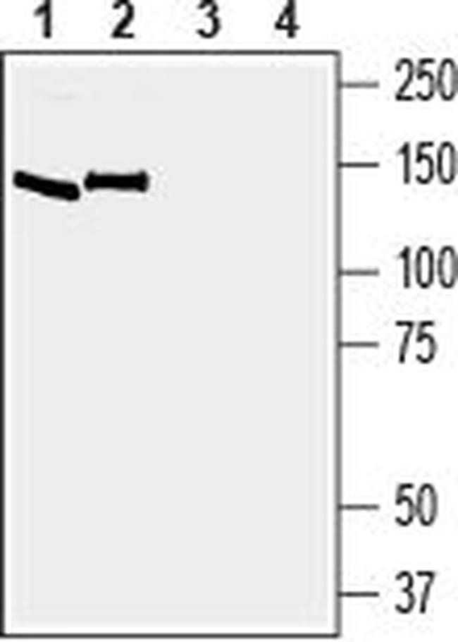 EphA6 (extracellular) Antibody in Western Blot (WB)