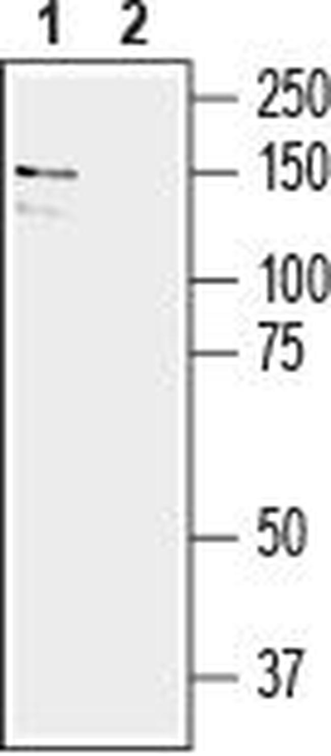 EphA6 (extracellular) Antibody in Western Blot (WB)