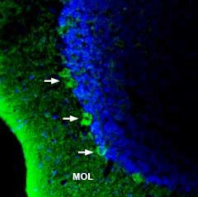 GPR40/FFAR1 (extracellular) Antibody in Immunohistochemistry (IHC)