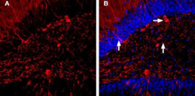 GABA(A) alpha 1 Receptor (extracellular) Antibody in Immunohistochemistry (Frozen) (IHC (F))