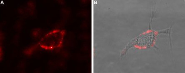 GABA(A) theta Receptor (GABRQ) (extracellular) Antibody in Immunocytochemistry (ICC/IF)