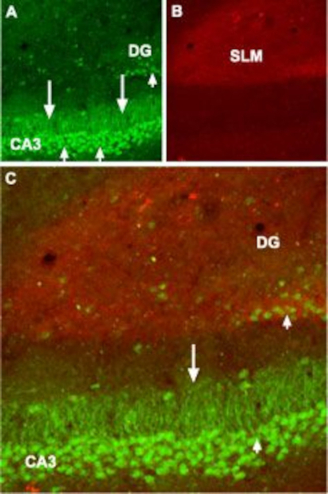 GABA(B) R1 (extracellular) Antibody in Immunohistochemistry (Frozen) (IHC (F))