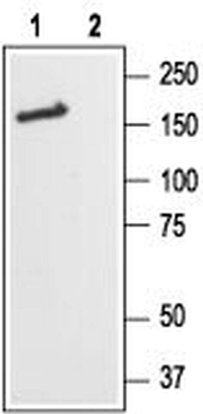 NMDAR2B (GluN2B) (extracellular) Antibody in Western Blot (WB)