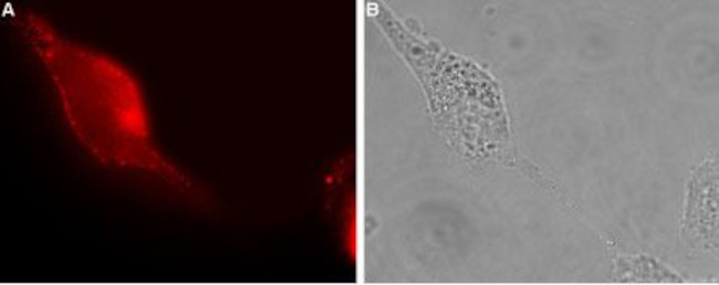 GluR1 (GluA1) (extracellular) Antibody in Immunocytochemistry (ICC/IF)