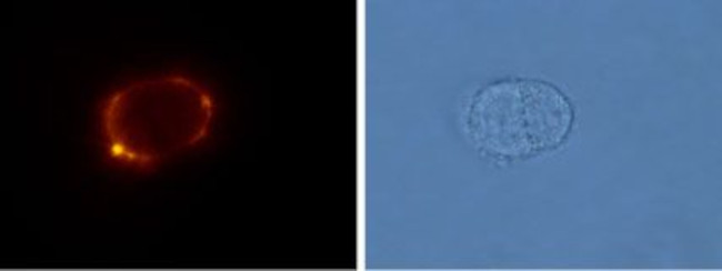 mGluR5 (extracellular) Antibody in Immunocytochemistry (ICC/IF)