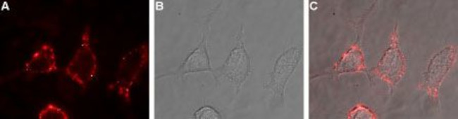 mGluR2 (extracellular) Antibody in Immunocytochemistry (ICC/IF)