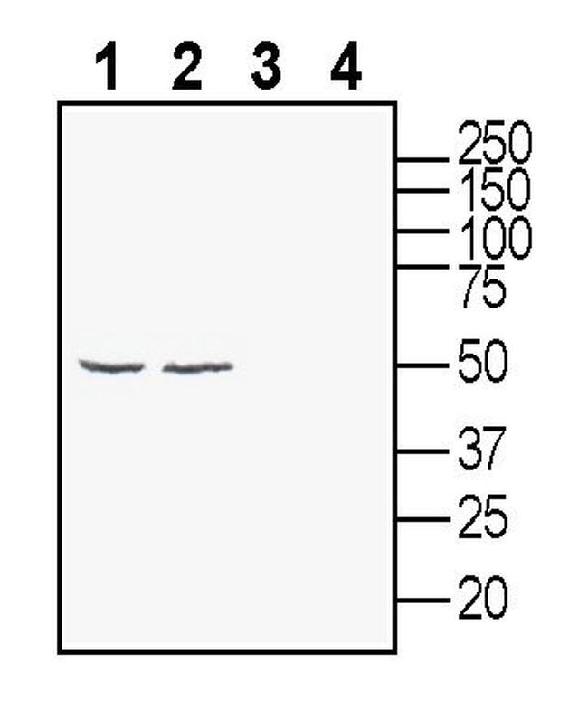 Glycine Receptor alpha 3 Antibody in Western Blot (WB)