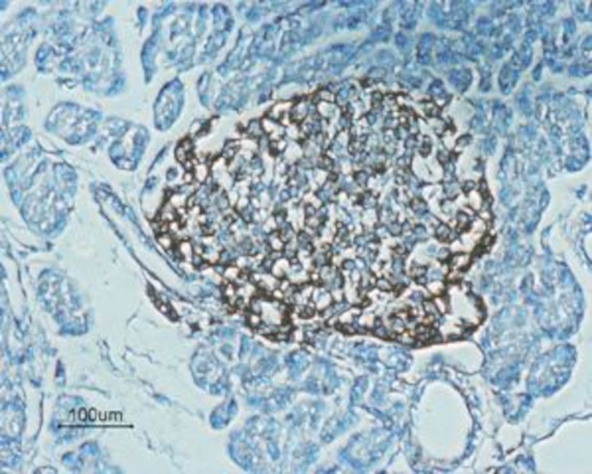GLP1R (extracellular) Antibody in Immunohistochemistry (Paraffin) (IHC (P))