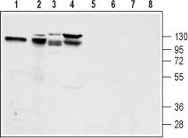 GLP1R (extracellular) Antibody in Western Blot (WB)