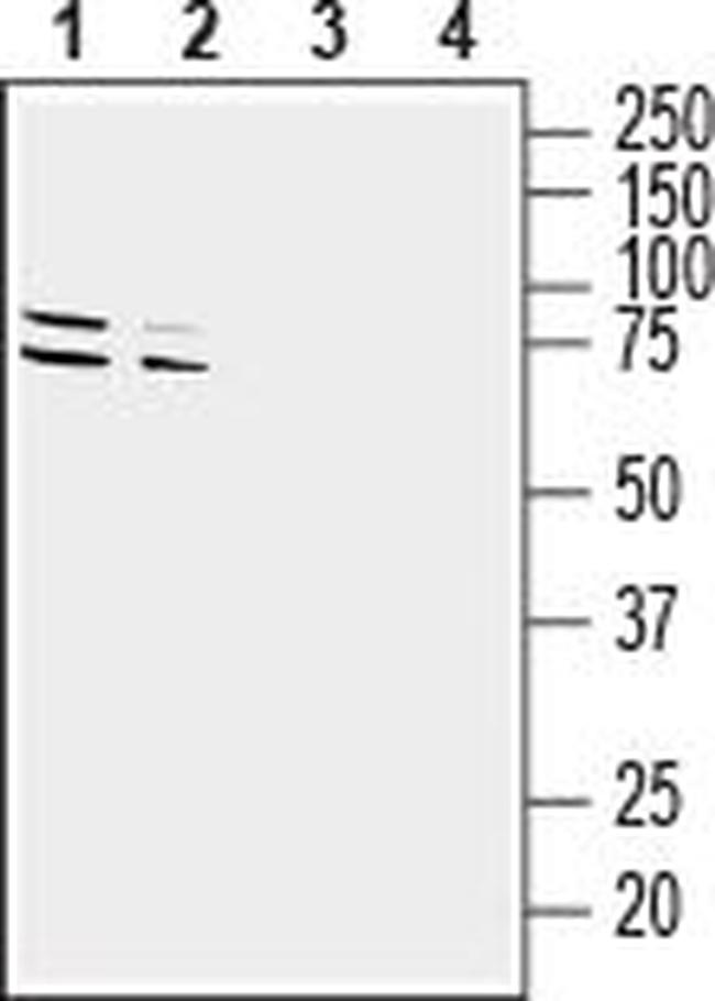 GPR37 (extracellular) Antibody in Western Blot (WB)