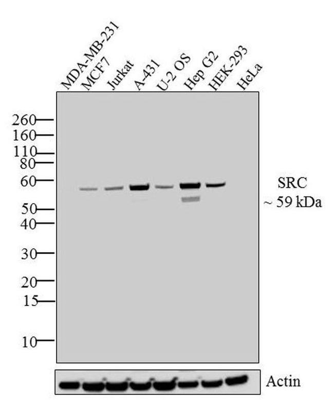 SRC Antibody in Western Blot (WB)