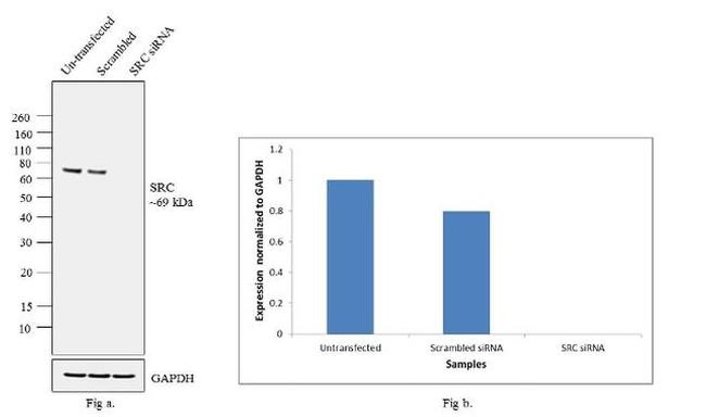 SRC Antibody in Western Blot (WB)