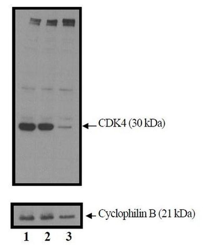 CDK4 Antibody in Western Blot (WB)