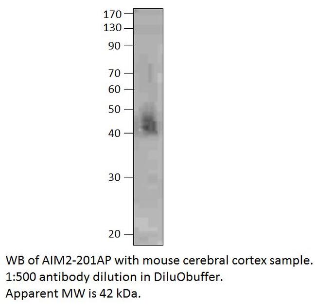 AIM2 Antibody in Western Blot (WB)