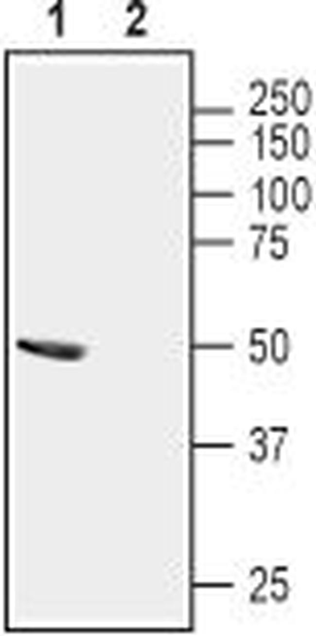 Stomatin-like Protein 1 (extracellular) Antibody in Western Blot (WB)