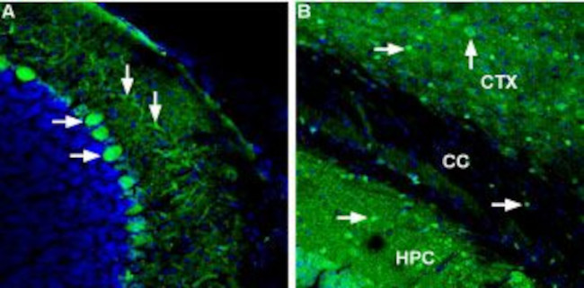 Ferroportin (SLC40A1) Antibody in Immunohistochemistry (Frozen) (IHC (F))