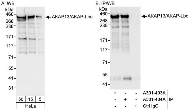 AKAP13/AKAP-Lbc Antibody in Western Blot (WB)