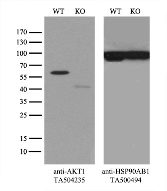 AKT1 Antibody