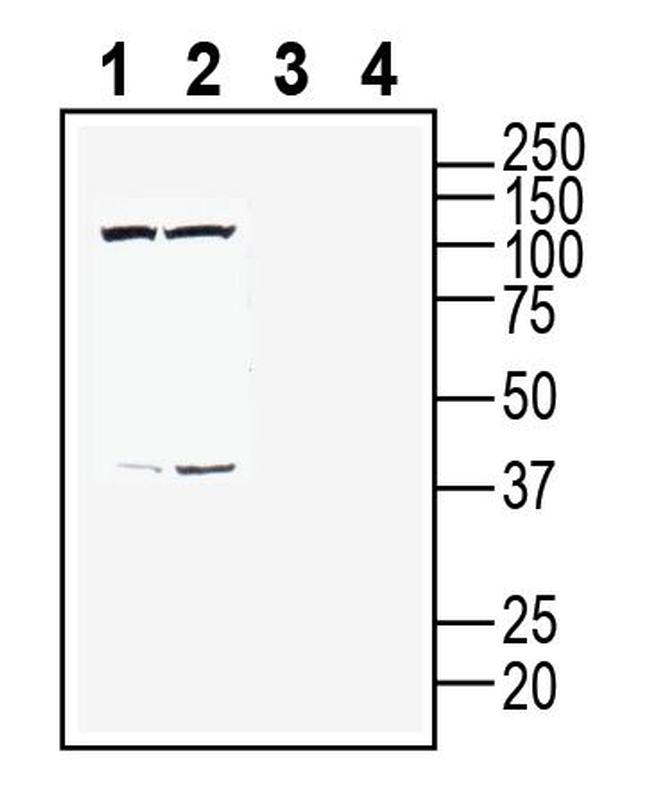 CLEC7A/Dectin-1 (extracellular) Antibody in Western Blot (WB)
