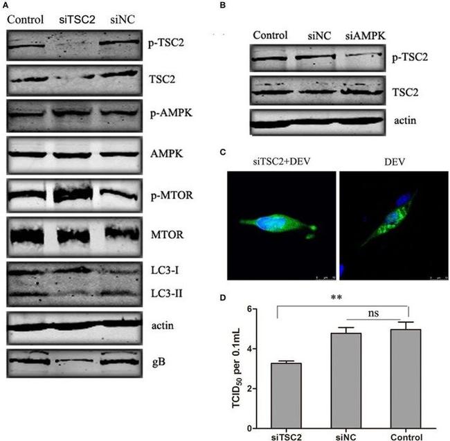 AMPK alpha-1 Antibody in Western Blot (WB)