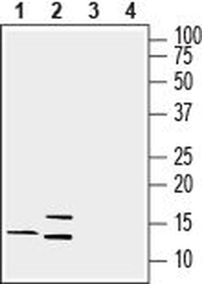 Lynx1 (extracellular) Antibody in Western Blot (WB)