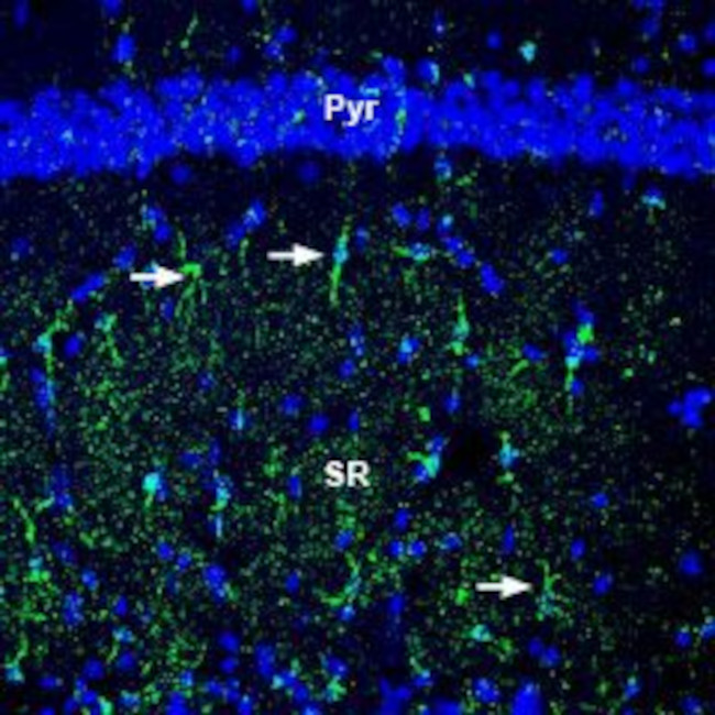 Beta 2 Na+/K+ ATPase (extracellular) Antibody in Immunohistochemistry (Frozen) (IHC (F))