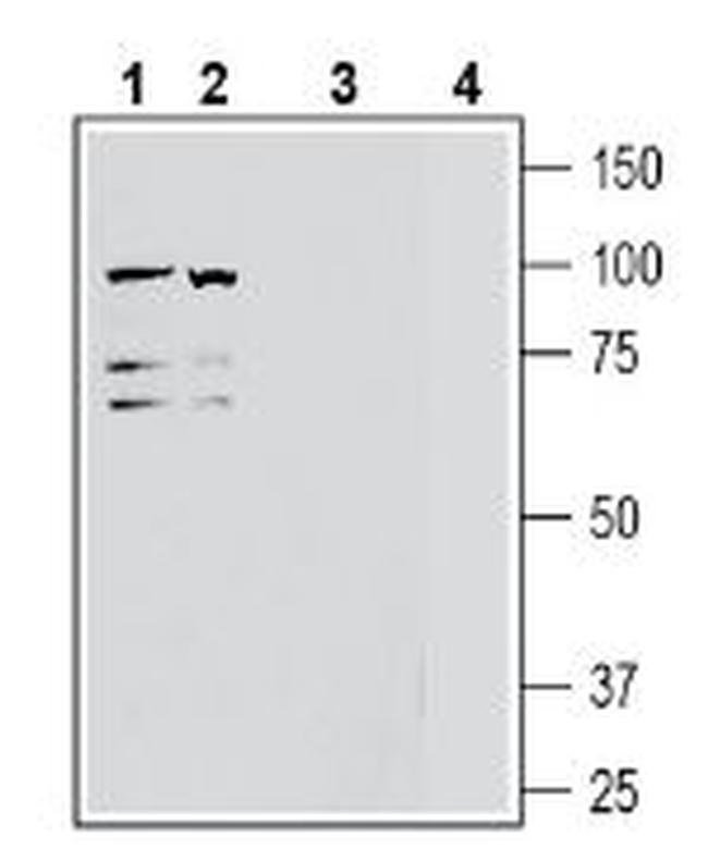 ADAM10 (extracellular) Antibody in Western Blot (WB)