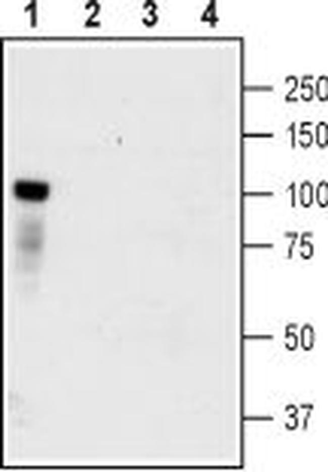 TrkC (extracellular) Antibody in Western Blot (WB)