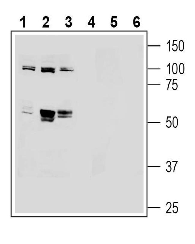 LAT2 (SLC7A8) (extracellular) Antibody in Western Blot (WB)