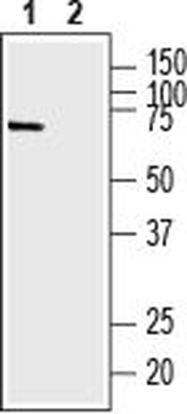 Na+/H+ Exchanger 6 (NHE-6) Antibody in Western Blot (WB)