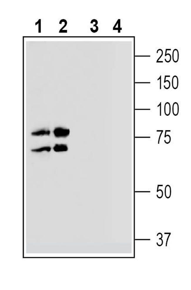 Na+/H+ Exchanger 7 (NHE7) (extracellular) Antibody in Western Blot (WB)