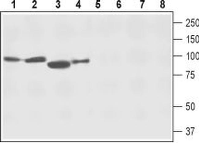 NCX2 (SLC8A2) Antibody in Western Blot (WB)