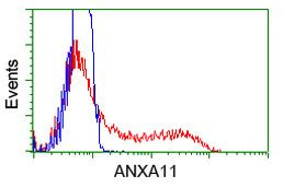ANXA11 Antibody in Flow Cytometry (Flow)