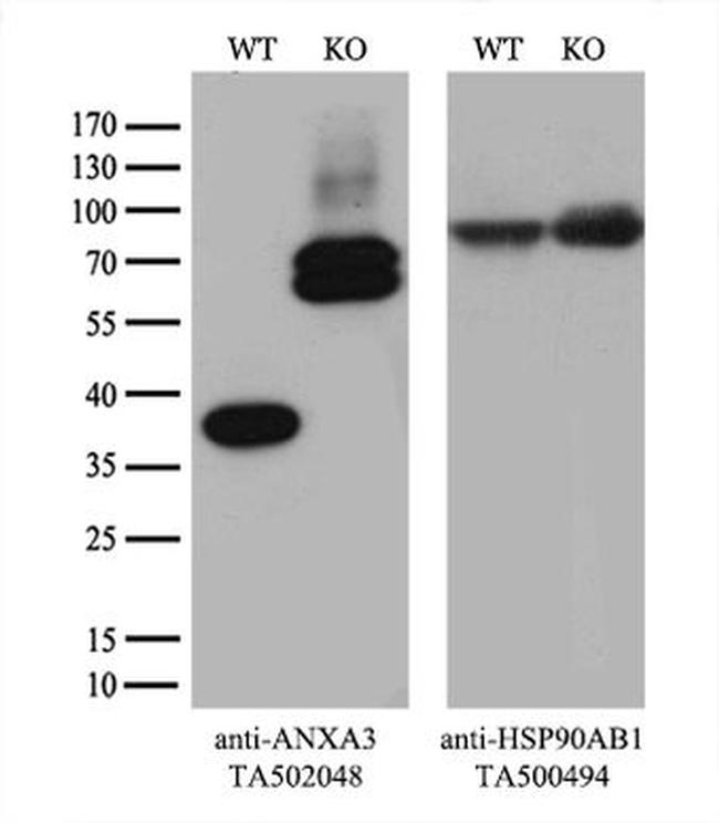 ANXA3 Antibody in Western Blot (WB)