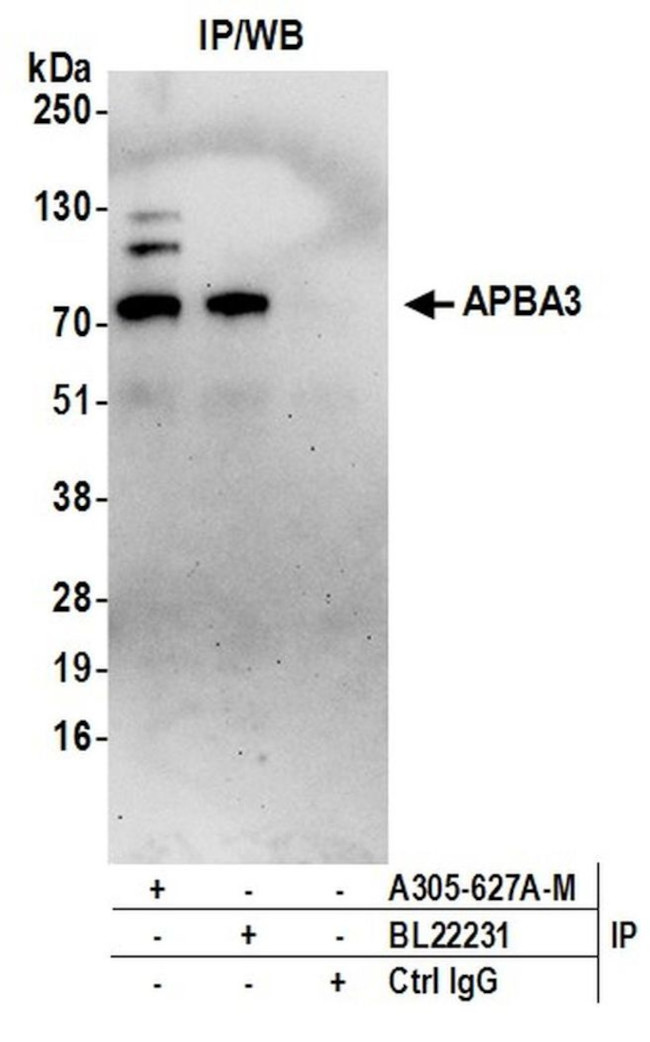 APBA3 Antibody in Immunoprecipitation (IP)