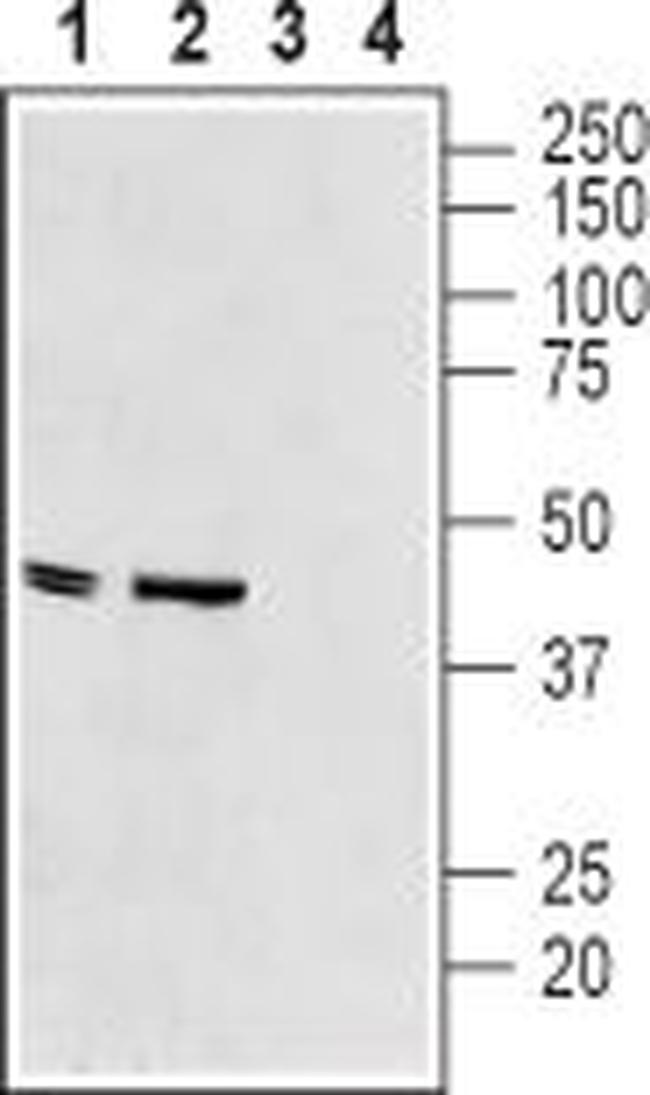 Kir6.2 Antibody in Western Blot (WB)