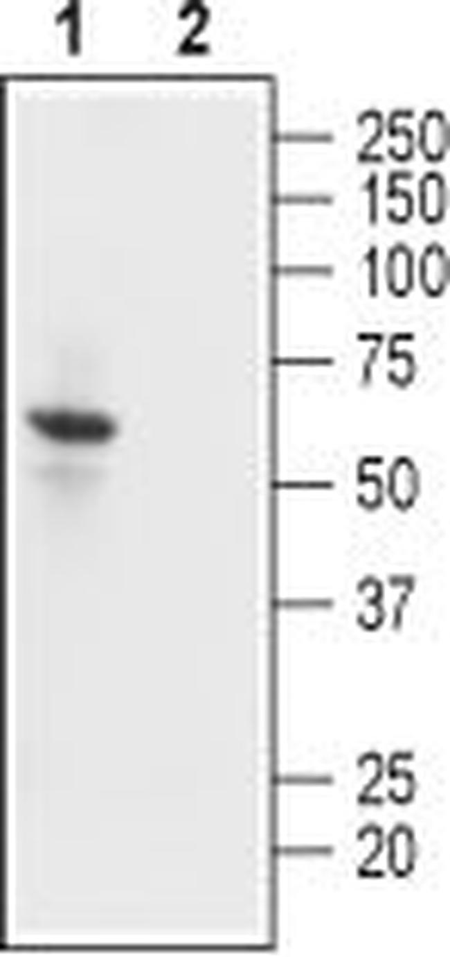 Kir2.1/KCNJ2 Antibody in Western Blot (WB)