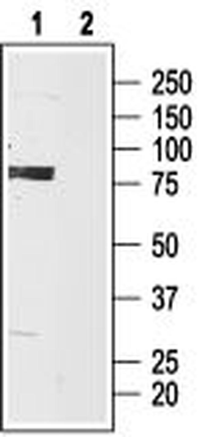HCN3 Antibody in Western Blot (WB)