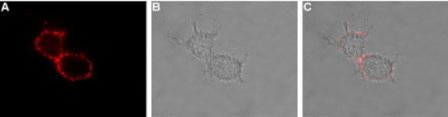 HCN3 (extracellular) Antibody in Immunocytochemistry (ICC/IF)