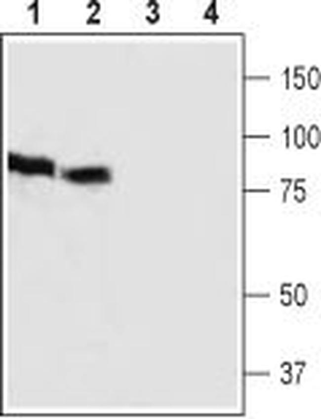 HCN3 (extracellular) Antibody in Western Blot (WB)