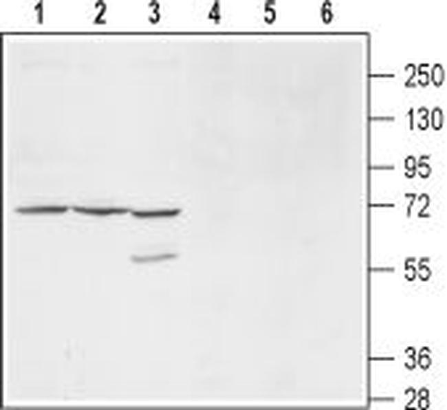 KCNS1 (KV9.1) (extracellular) Antibody in Western Blot (WB)