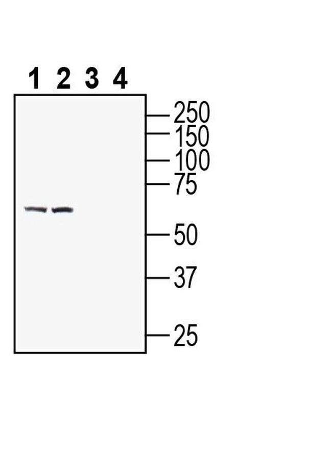 Kv6.4 (KCNG4) Antibody in Western Blot (WB)