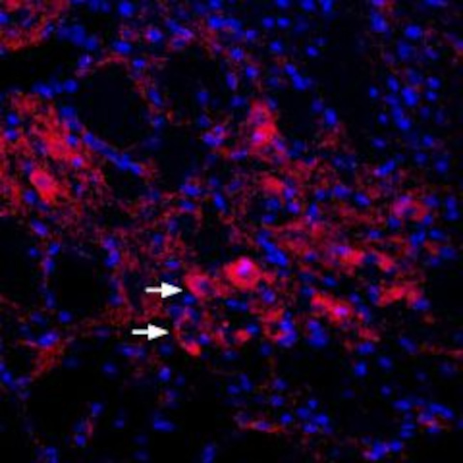 KCNQ4 Antibody in Immunohistochemistry (Frozen) (IHC (F))