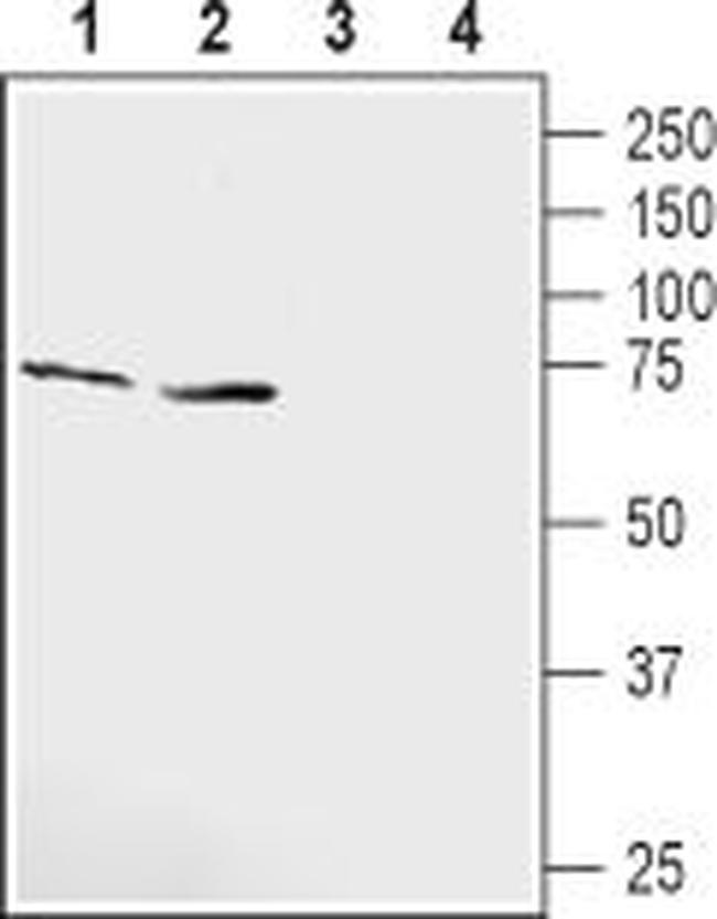 KCNQ1 (extracellular) Antibody in Western Blot (WB)